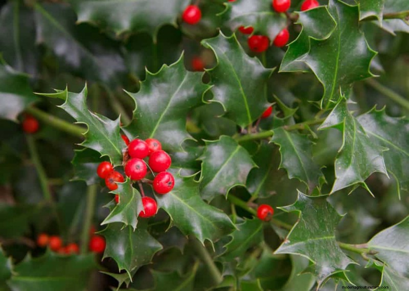 Combinações de jardins perenes:15 designs aprovados por paisagistas para a beleza do inverno 