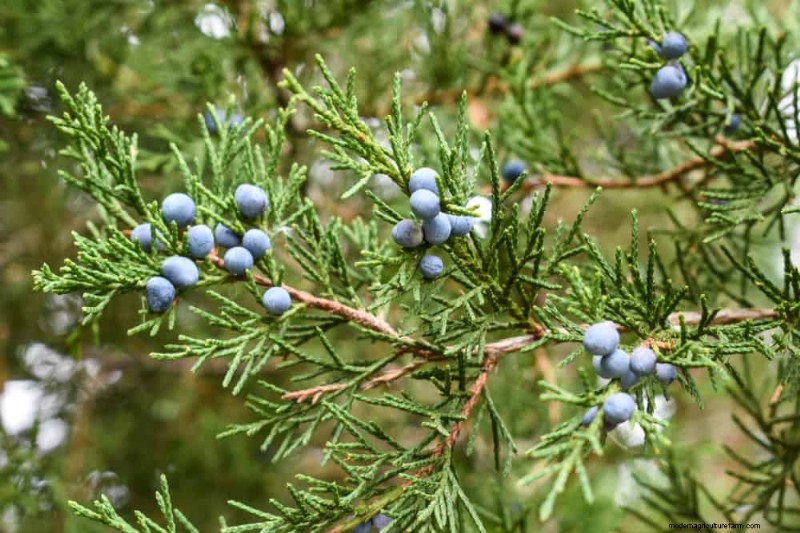 Combinações de jardins perenes:15 designs aprovados por paisagistas para a beleza do inverno 