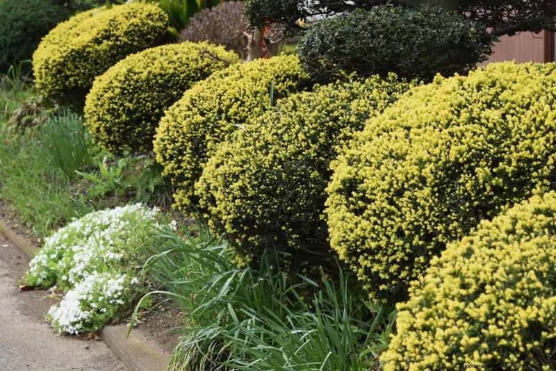 Combinações de jardins perenes:15 designs aprovados por paisagistas para a beleza do inverno 