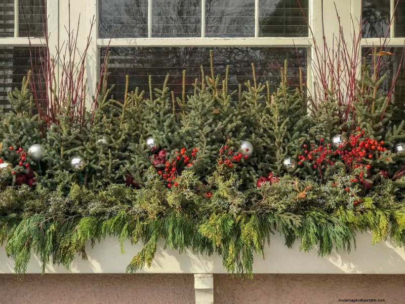Combinações de jardins perenes:15 designs aprovados por paisagistas para a beleza do inverno 