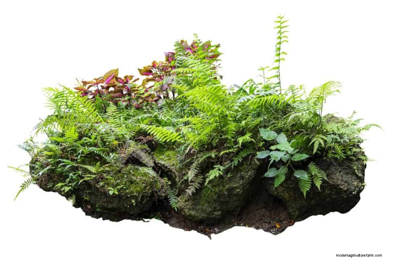 Combinações de jardins perenes:15 designs aprovados por paisagistas para a beleza do inverno 