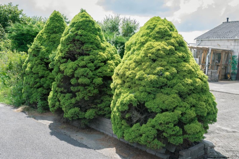 Combinações de jardins perenes:15 designs aprovados por paisagistas para a beleza do inverno 