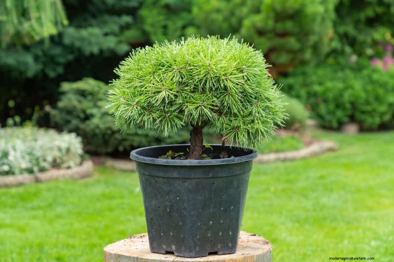 Combinações de jardins perenes:15 designs aprovados por paisagistas para a beleza do inverno 