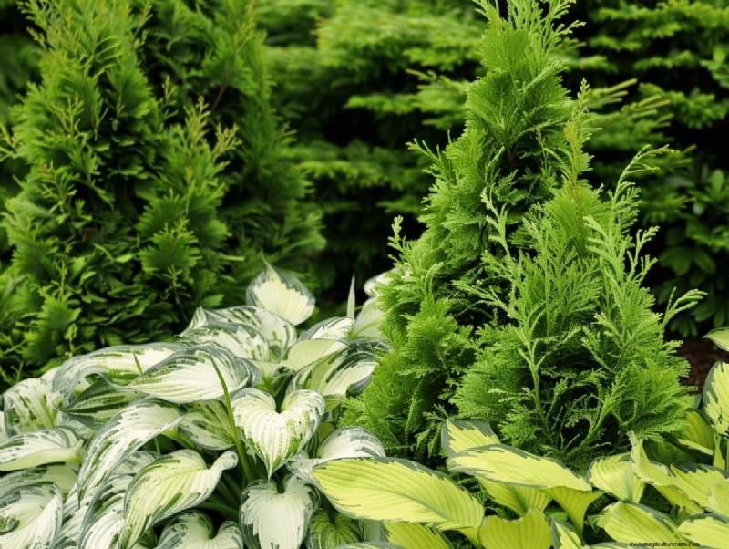 Combinações de jardins perenes:15 designs aprovados por paisagistas para a beleza do inverno 
