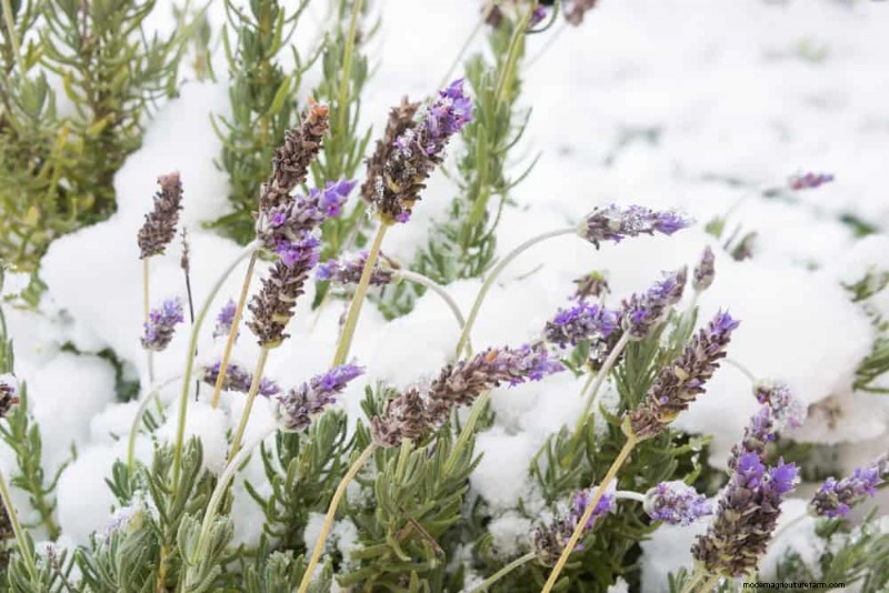 Combinações de jardins perenes:15 designs aprovados por paisagistas para a beleza do inverno 