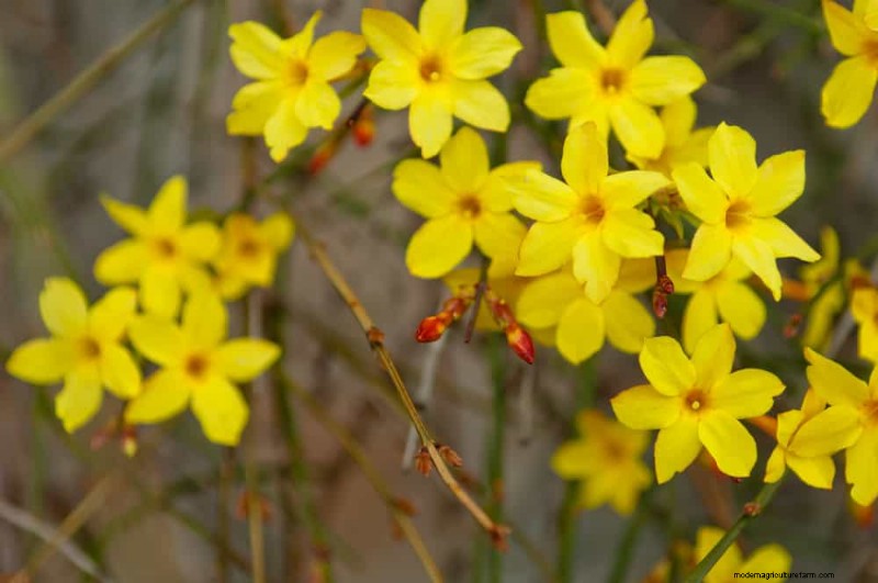 Combinações de jardins perenes:15 designs aprovados por paisagistas para a beleza do inverno 