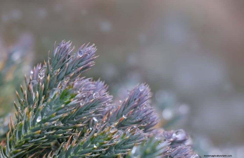 Combinações de jardins perenes:15 designs aprovados por paisagistas para a beleza do inverno 