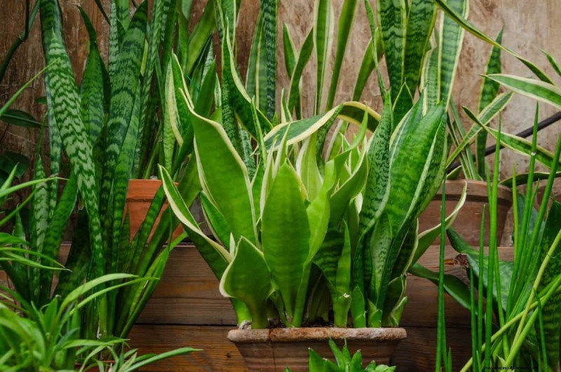 Cuidados com plantas de cobra:12 erros comuns e como corrigi-los 