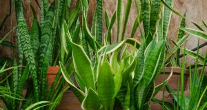 Cuidados com plantas de cobra:12 erros comuns e como corrigi-los 