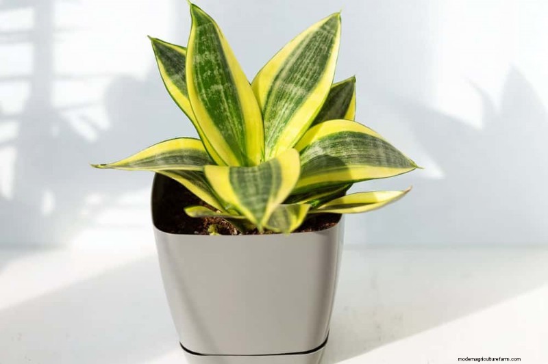 Cuidados com plantas de cobra:12 erros comuns e como corrigi-los 
