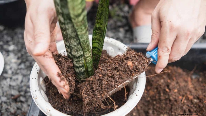 Cuidados com plantas de cobra:12 erros comuns e como corrigi-los 