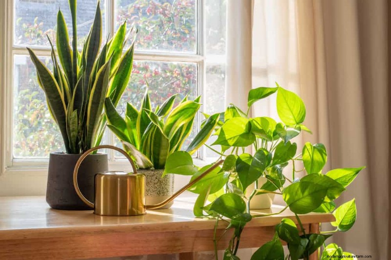 Cuidados com plantas de cobra:12 erros comuns e como corrigi-los 