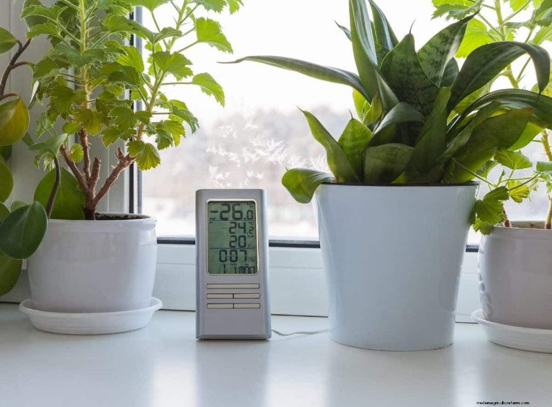 Cuidados com plantas de cobra:12 erros comuns e como corrigi-los 