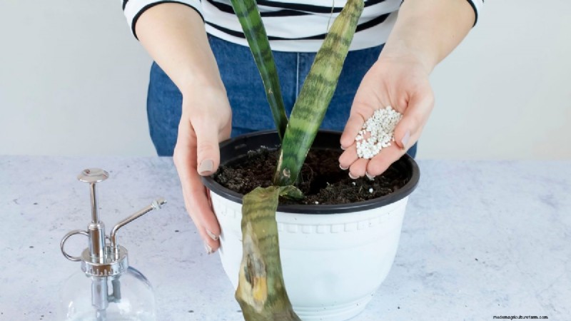 Cuidados com plantas de cobra:12 erros comuns e como corrigi-los 