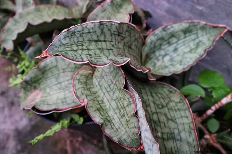 Cuidados com plantas de cobra:12 erros comuns e como corrigi-los 