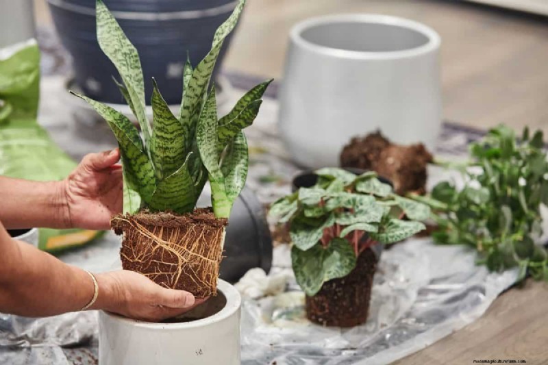 Cuidados com plantas de cobra:12 erros comuns e como corrigi-los 