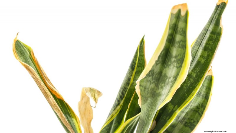 Cuidados com plantas de cobra:12 erros comuns e como corrigi-los 