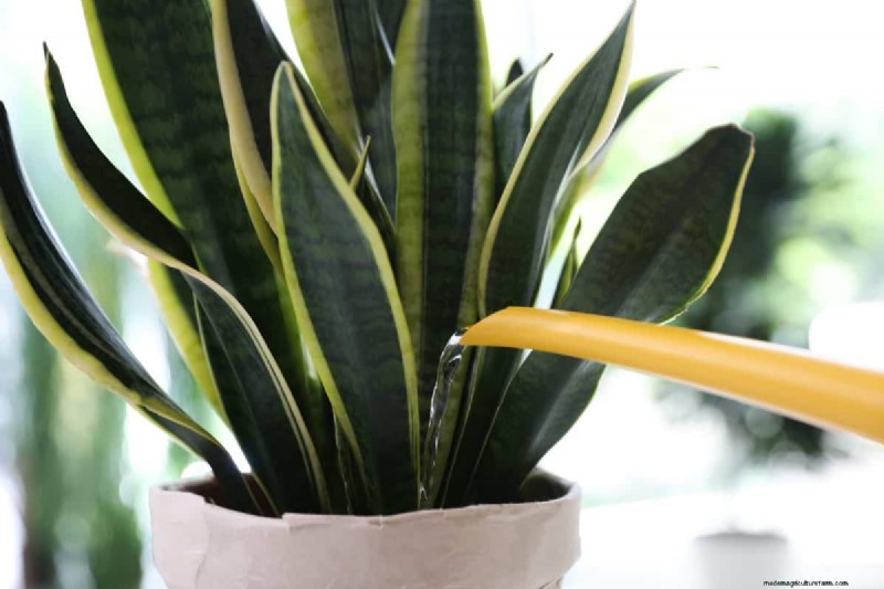 Cuidados com plantas de cobra:12 erros comuns e como corrigi-los 