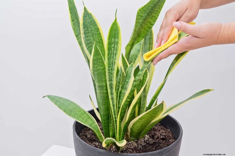 Cuidados com plantas de cobra:12 erros comuns e como corrigi-los 