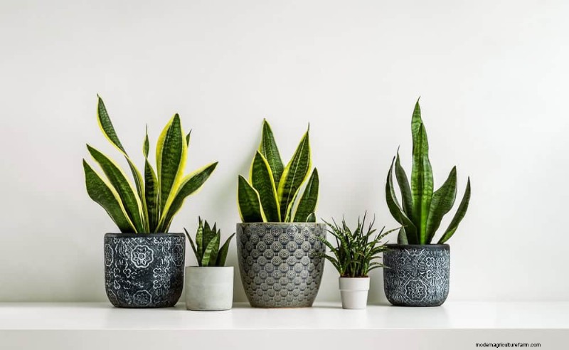 Cuidados com plantas de cobra:12 erros comuns e como corrigi-los 