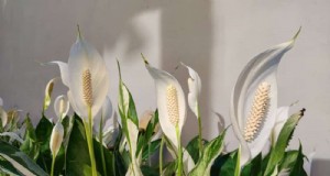 Peace Lily Care:8 essentiële tips voor een bloeiende plant 