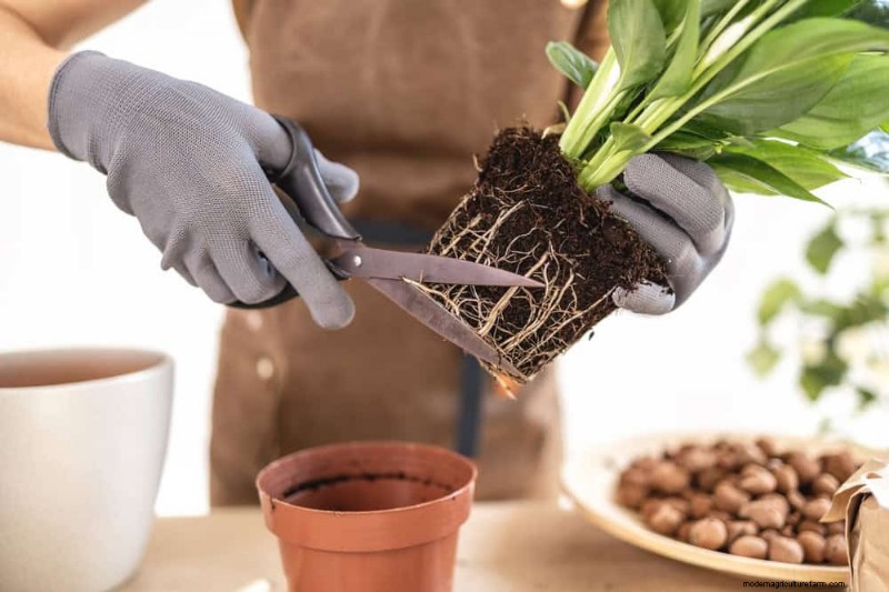 Friedenslilienpflege:8 wichtige Tipps für eine blühende Pflanze 