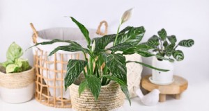 Voordelen van Peace Lily:Verbeter de luchtkwaliteit en verminder stress 
