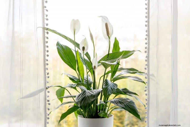 Manfaat Peace Lily:Meningkatkan Kualitas Udara &Mengurangi Stres 