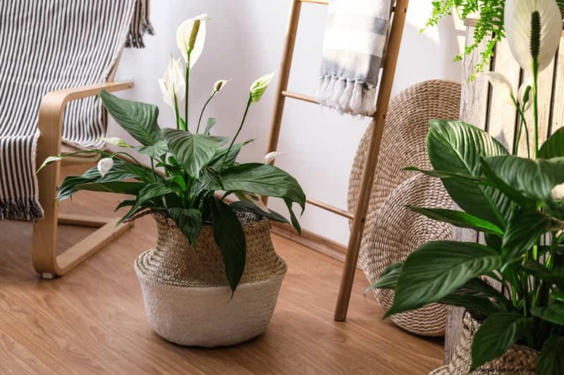 Manfaat Peace Lily:Meningkatkan Kualitas Udara &Mengurangi Stres 
