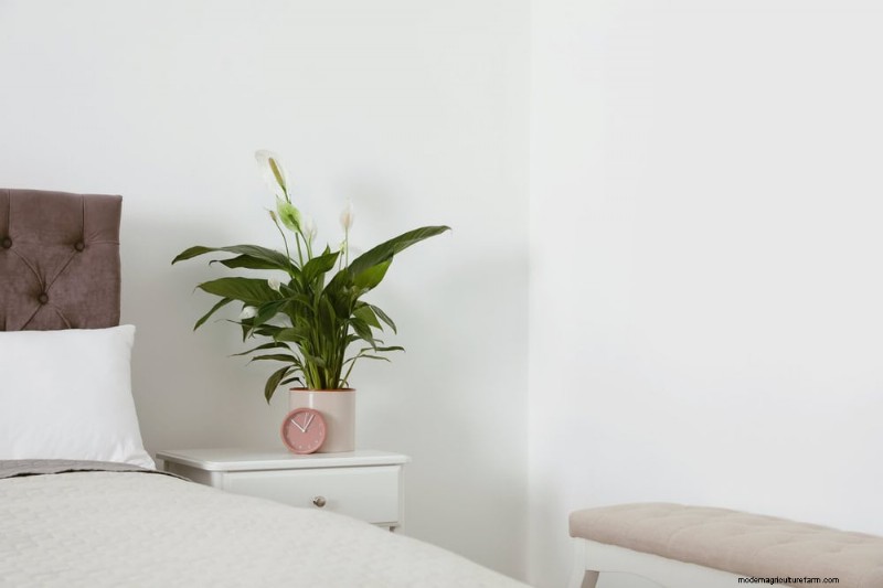 Manfaat Peace Lily:Meningkatkan Kualitas Udara &Mengurangi Stres 