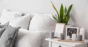 Voordelen van Snake Plant voor slaapkamers:Verbeter de luchtkwaliteit en slaap 