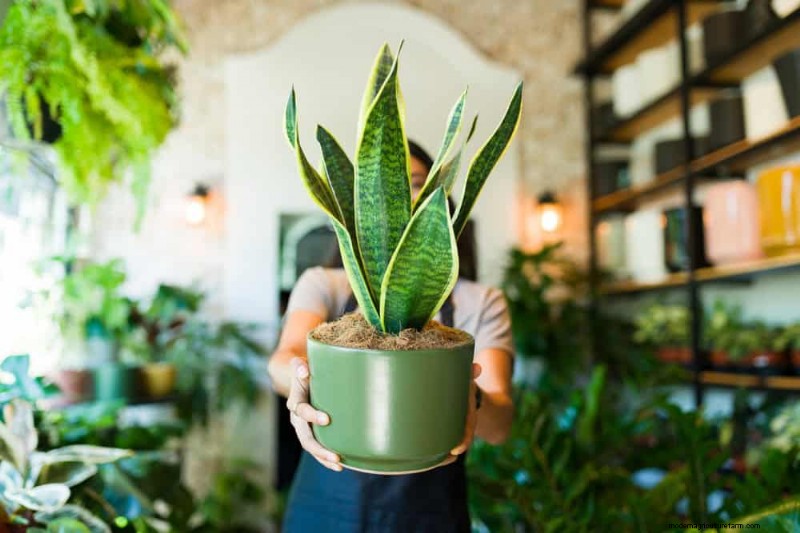 Voordelen van Snake Plant voor slaapkamers:Verbeter de luchtkwaliteit en slaap 