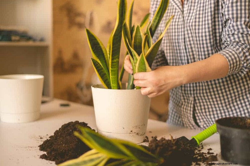 Voordelen van Snake Plant voor slaapkamers:Verbeter de luchtkwaliteit en slaap 