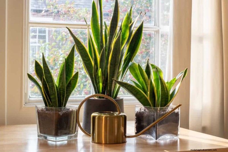 Voordelen van Snake Plant voor slaapkamers:Verbeter de luchtkwaliteit en slaap 