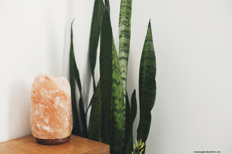 Voordelen van Snake Plant voor slaapkamers:Verbeter de luchtkwaliteit en slaap 