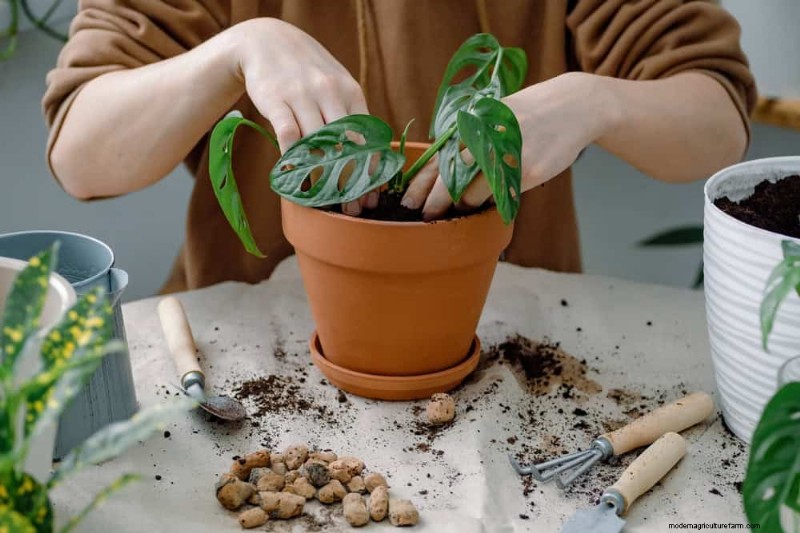 モンステラの植え替えガイド:健全な成長のための 9 ステップ 
