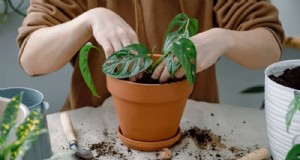 モンステラの植え替えガイド:健全な成長のための 9 ステップ 