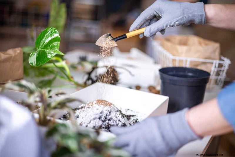 モンステラの植え替えガイド:健全な成長のための 9 ステップ 