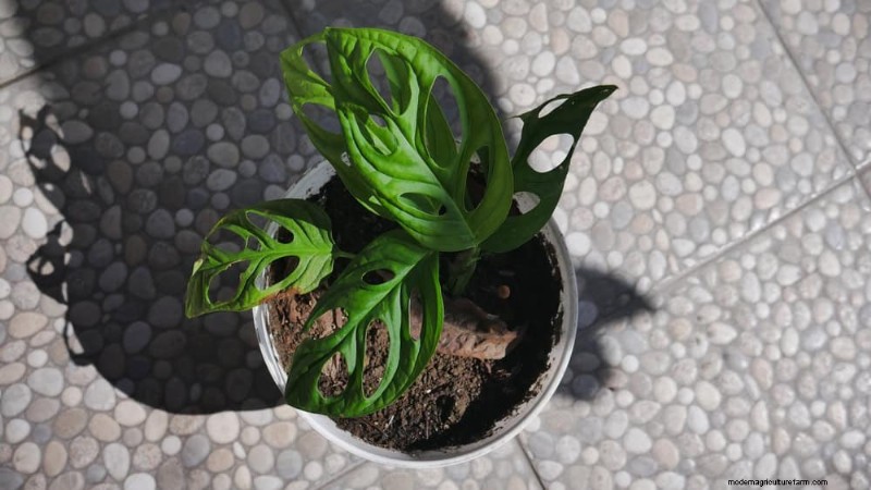 モンステラの植え替えガイド:健全な成長のための 9 ステップ 