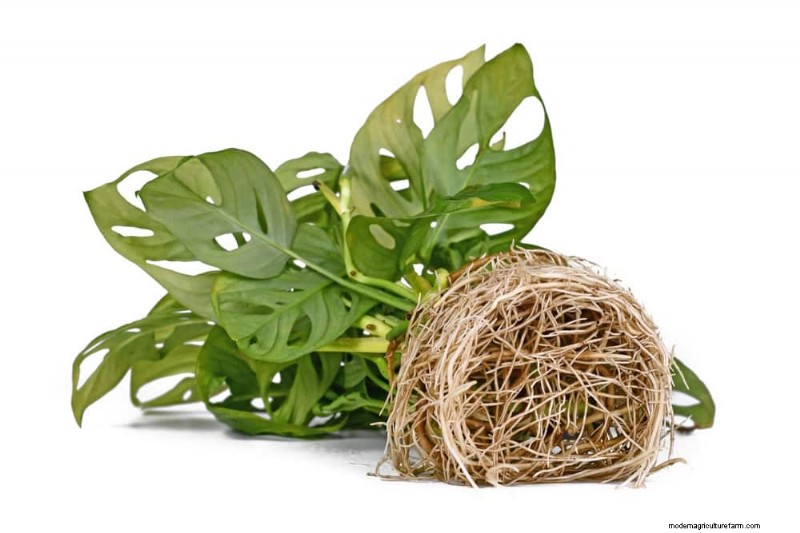 モンステラの植え替えガイド:健全な成長のための 9 ステップ 
