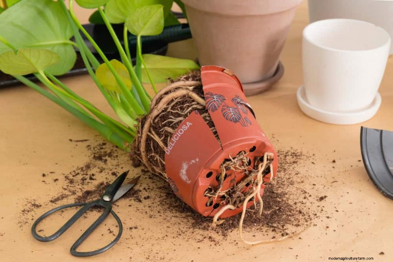 モンステラの植え替えガイド:健全な成長のための 9 ステップ 