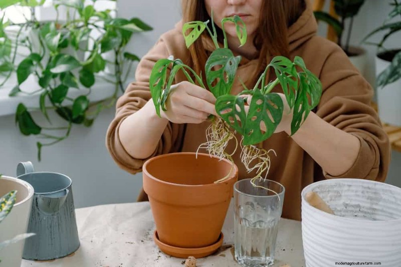 モンステラの植え替えガイド:健全な成長のための 9 ステップ 