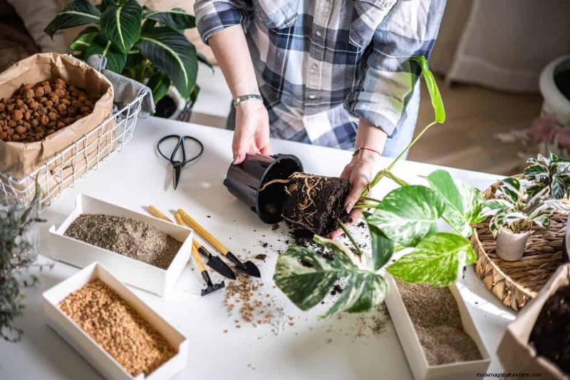 モンステラの植え替えガイド:健全な成長のための 9 ステップ 