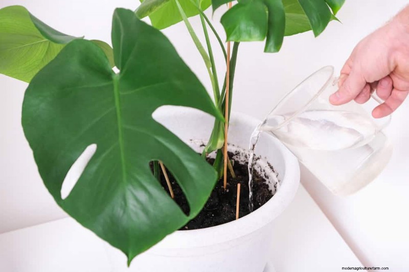 モンステラの植え替えガイド:健全な成長のための 9 ステップ 
