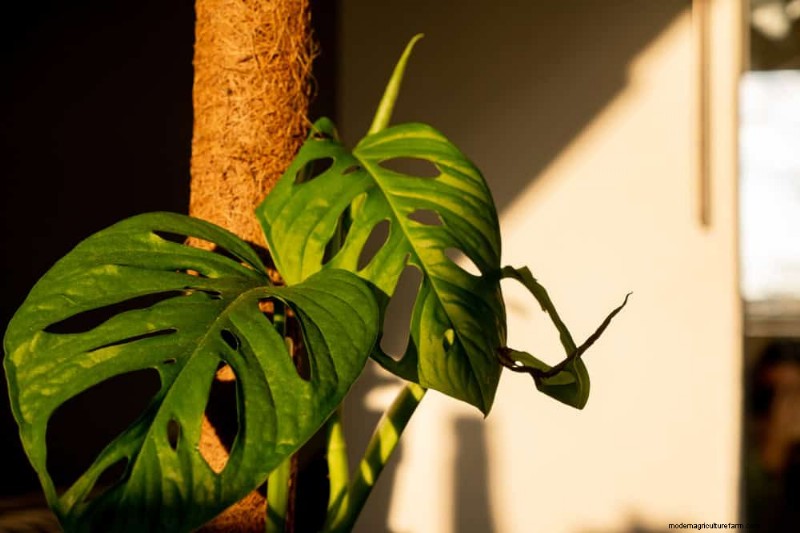 モンステラの植え替えガイド:健全な成長のための 9 ステップ 