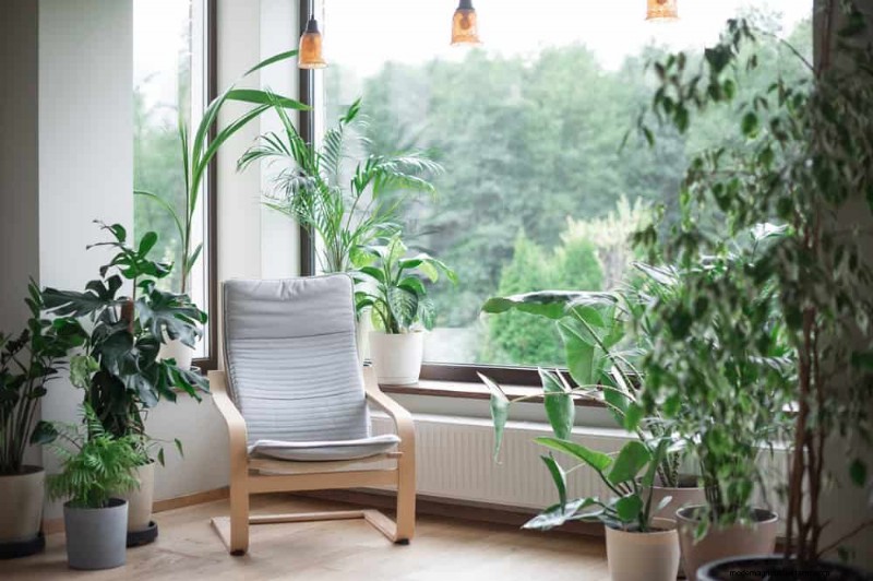 モンステラの植え替えガイド:健全な成長のための 9 ステップ 