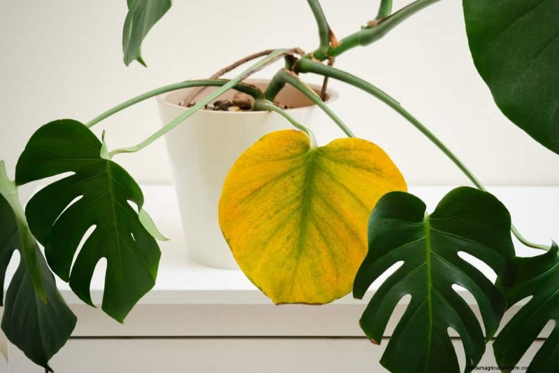 Monstera gedeiht nicht? 11 Anzeichen dafür, dass Ihre Pflanze mehr Licht braucht 