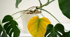 Monstera bloeit niet? 11 signalen dat uw plant meer licht nodig heeft 