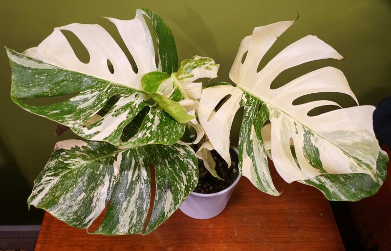 Monstera gedeiht nicht? 11 Anzeichen dafür, dass Ihre Pflanze mehr Licht braucht 