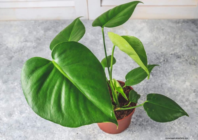 Monstera gedeiht nicht? 11 Anzeichen dafür, dass Ihre Pflanze mehr Licht braucht 